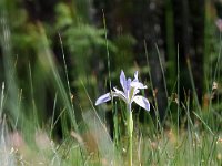 Iris  Off of Trail Ridge Road, Rocky Mountain National Park, CO